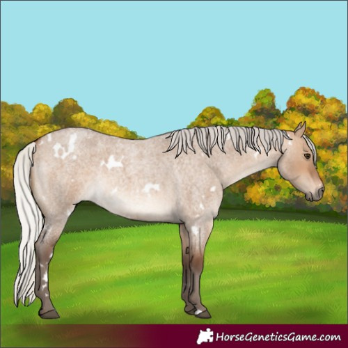 Horse Color:White Spotted Silver Brown Roan Dun 