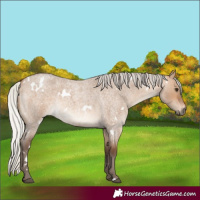 Horse Color:White Spotted Silver Brown Roan Dun 