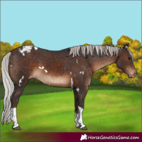 Horse Color:White Spotted Silver Brown Tobiano Appaloosa 