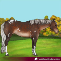 Horse Color:White Spotted Silver Brown Tobiano Appaloosa 