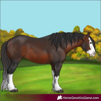 Horse Color:Brown Splash 