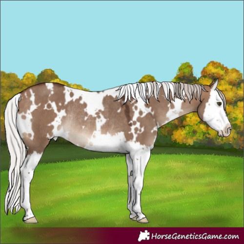 Horse Color:White Spotted Silver Brown Dun Splash Rabicano 