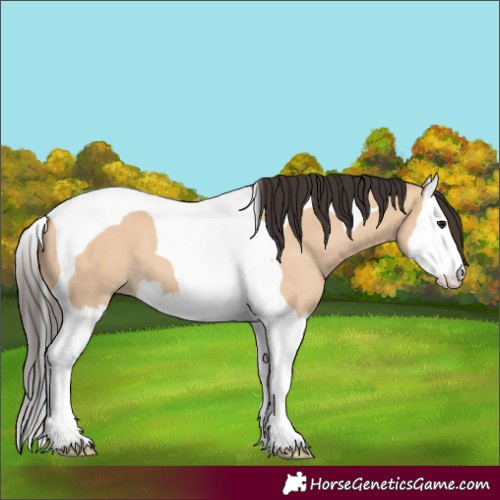 Horse Color:Bay Dun Splash Tobiano 