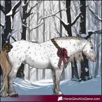 Horse Color:Smoky Grullo Appaloosa 