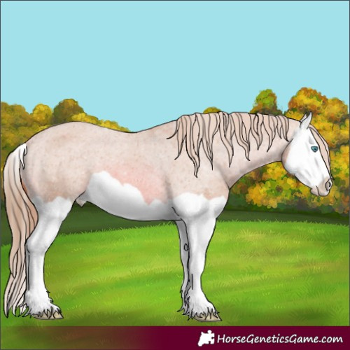Horse Color:Watercolor Chestnut Splash Appaloosa 