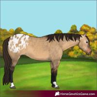 Horse Color:Gray Bay Dun Appaloosa