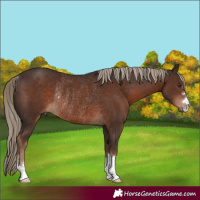 Horse Color:Liver Chestnut Rabicano