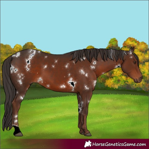 Horse Color:White Spotted Liver Chestnut