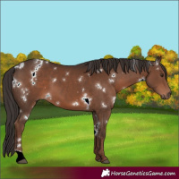 Horse Color:White Spotted Liver Chestnut 
