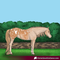 Horse Color:Chestnut Blanket 