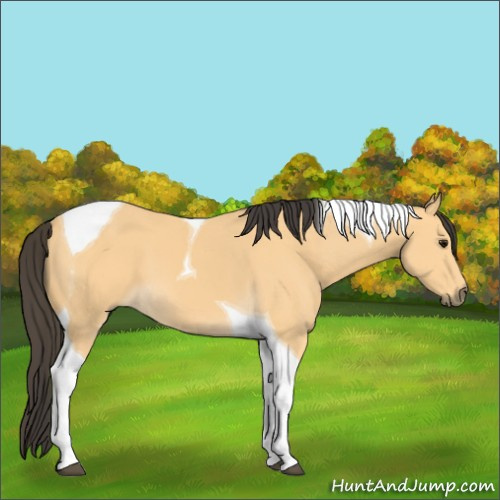 Horse Color:Buckskin Tobiano 