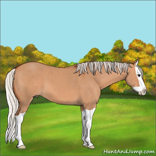 Horse Color:Silver Bay Dun Splash