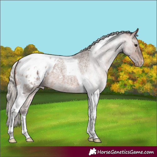 Horse Color:Silver Brown Roan Tobiano Appaloosa 