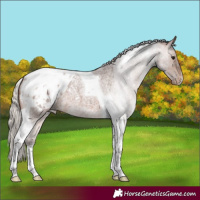 Horse Color:Silver Brown Roan Tobiano Appaloosa 