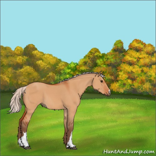 Horse Color:Unknown 
