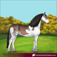 Horse Color:Brown Splash Rabicano