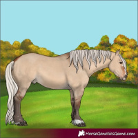 Horse Color:Silver Brown Dun 
