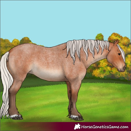 Horse Color:Silver Bay Roan 