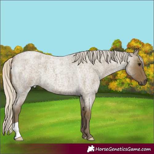 Horse Color:Silver Smoky Blue Roan 