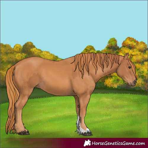 Horse Color:Chestnut  and Chestnut 