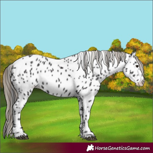 Horse Color:Smoky Black Appaloosa 