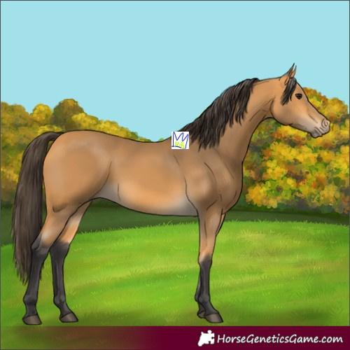 Horse Color:Buckskin 
