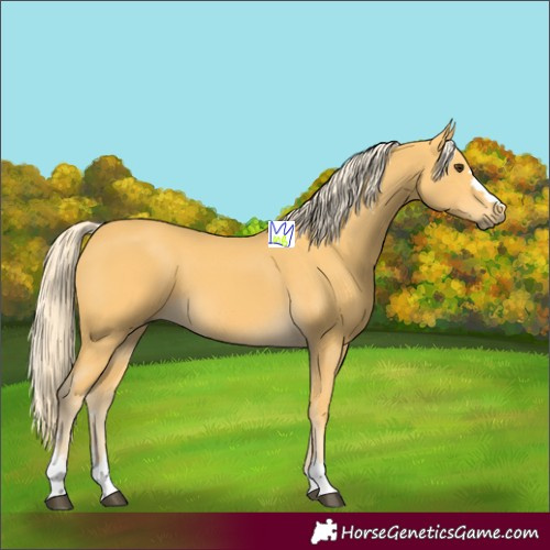 Horse Color:Palomino 