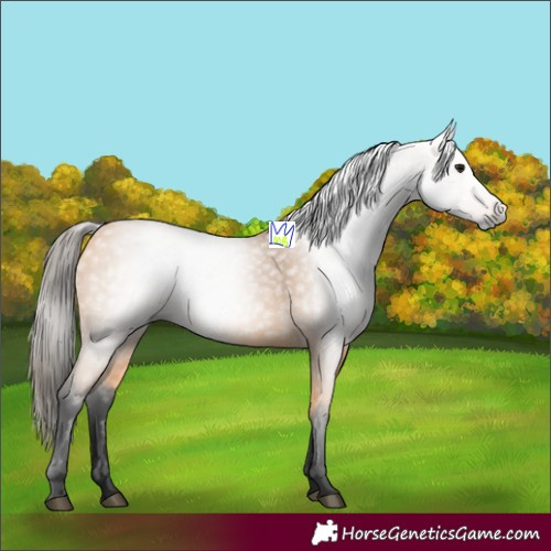 Horse Color:Gray Buckskin 