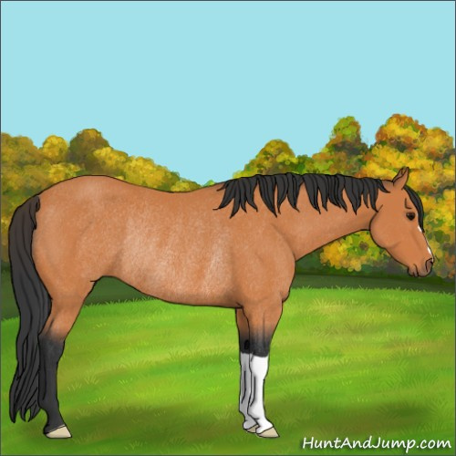 Horse Color:Bay Rabicano 