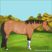 Horse Color:Bay Rabicano 