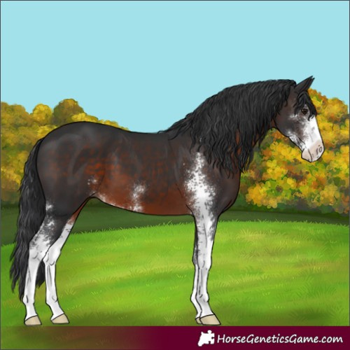 Horse Color:Brown Sabino