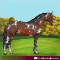 Horse Color:White Spotted Brown Sabino Varnish 