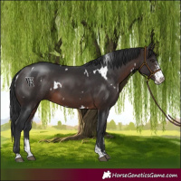 Horse Color:White Spotted Brown Mushroom Sabino 