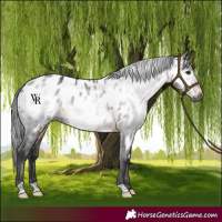 Horse Color:Gray Brown Appaloosa Rabicano 