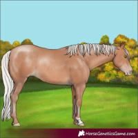 Horse Color:Silver Sable Champagne Rabicano 