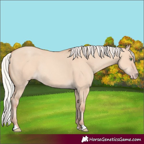 Horse Color:Silver Amber Champagne Dun Rabicano