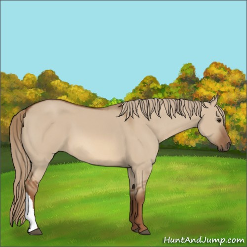 Horse Color:Red Dun 