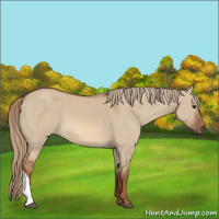 Horse Color:Red Dun 