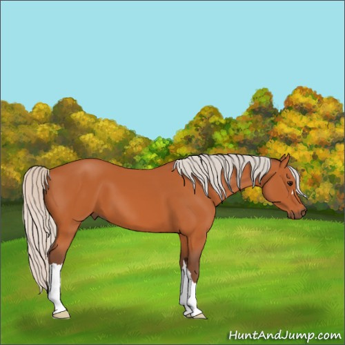 Horse Color:Silver Bay 