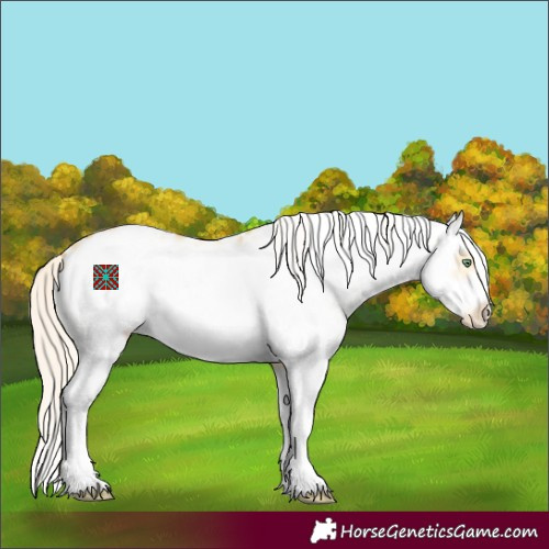 Horse Color:White Spotted Silver Amber Cream Champagne Dun Splash Frame Appaloosa 