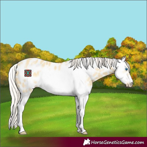Horse Color:Silver Amber Cream Champagne Dun Splash Frame Appaloosa 