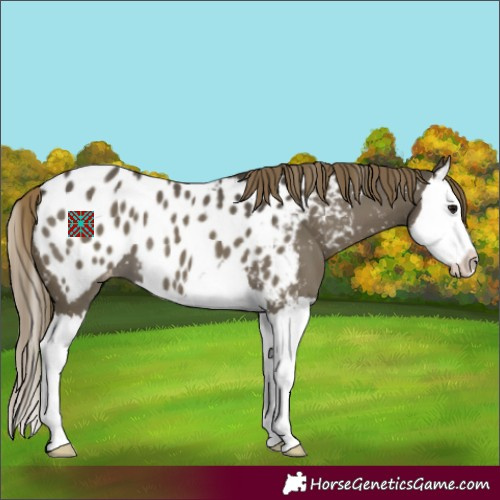 Horse Color:Smoky Grullo Splash Appaloosa