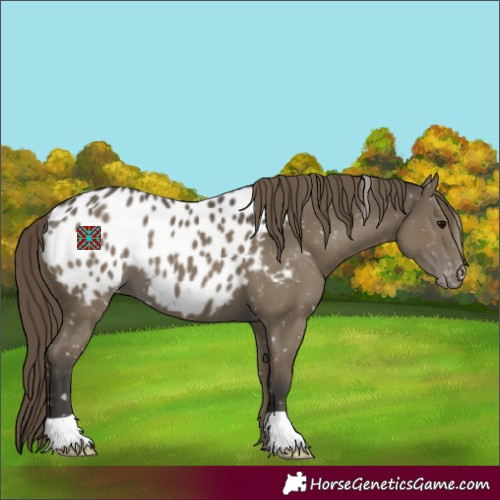 Horse Color:Smoky Black Appaloosa 