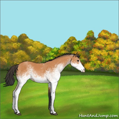 Horse Color:White Spotted Bay