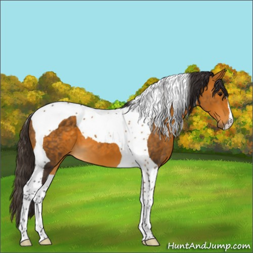 Horse Color:Buckskin Tobiano