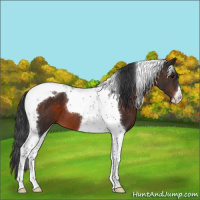 Horse Color:Brown Tobiano 