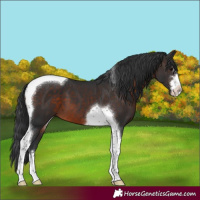 Horse Color:Brown Tobiano 