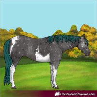 Horse Color:Painted Smoky Black Tobiano Rabicano 