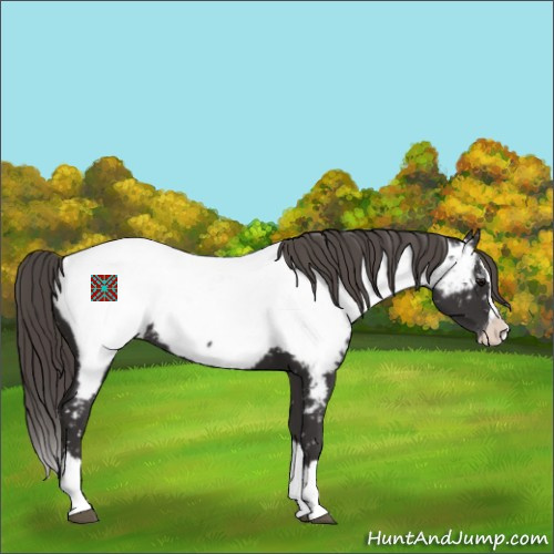 Horse Color:Smoky Black Sabino Splash Appaloosa 