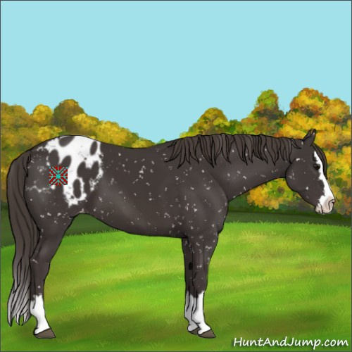 Horse Color:Smoky Black Sabino Splash Appaloosa 
